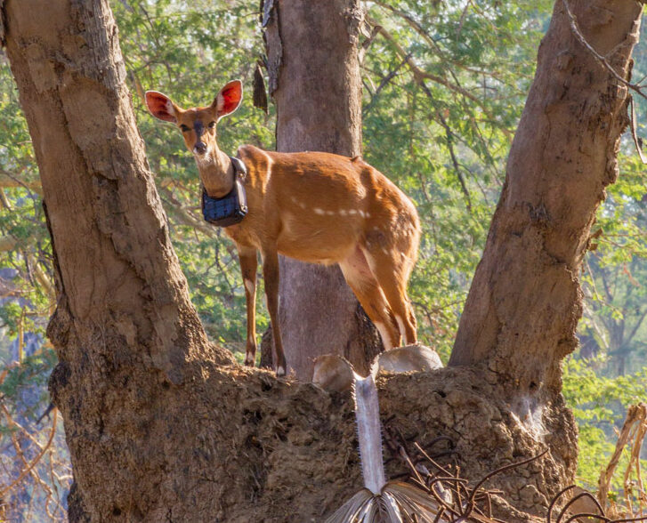 Bushbuck antelope with GPS collar standing on termite mound