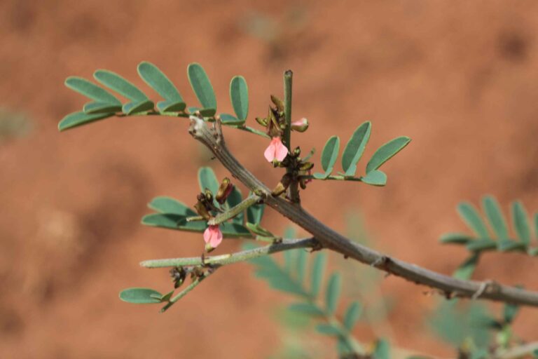 Indigofera arrecta with flower