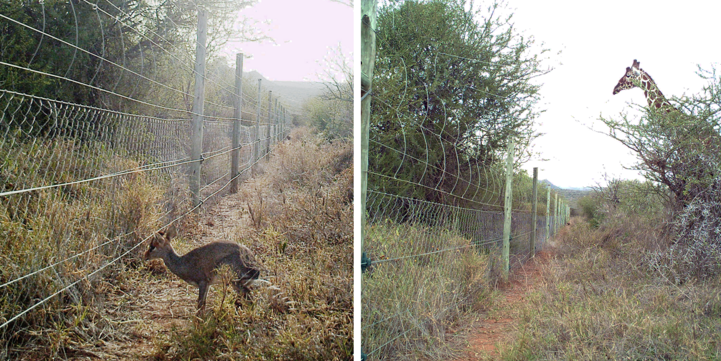 Two photos showing dikdik and giraffe blocked from entering UHURU plots with fences