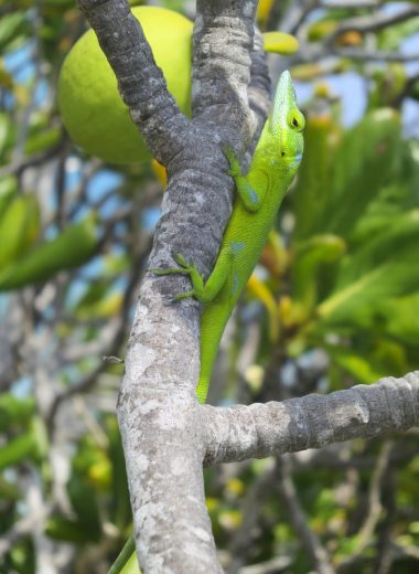 Green anoles lizard marked with blue paint on tree